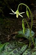 Oregon Fawn Lily, Erythronium oreganum